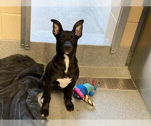 Bull Terrier-Labrador Retriever Mix Dogs for adoption in Orange, CA, USA