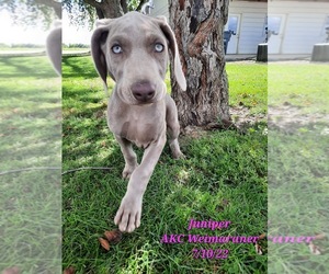 Weimaraner Puppy for Sale in SHIPSHEWANA, Indiana USA