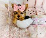 Small #9 Yorkshire Terrier