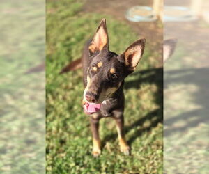 Doberman Pinscher-Unknown Mix Dogs for adoption in Riverside, CA, USA