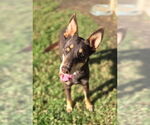 Small Doberman Pinscher Mix