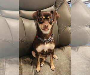 Chihuahua Dogs for adoption in Walnutport, PA, USA