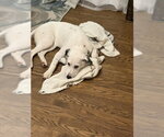 Small #25 Great Pyrenees Mix