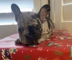 Puppy 6 French Bulldog