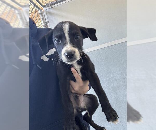 Medium Photo #1 American Pit Bull Terrier Puppy For Sale in Baytown, TX, USA