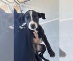 Small American Pit Bull Terrier