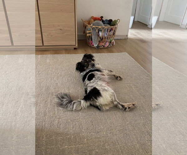 Medium Photo #3 Spaniel-Unknown Mix Puppy For Sale in Bellevue, WA, USA