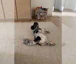 Small #2 Spaniel Mix