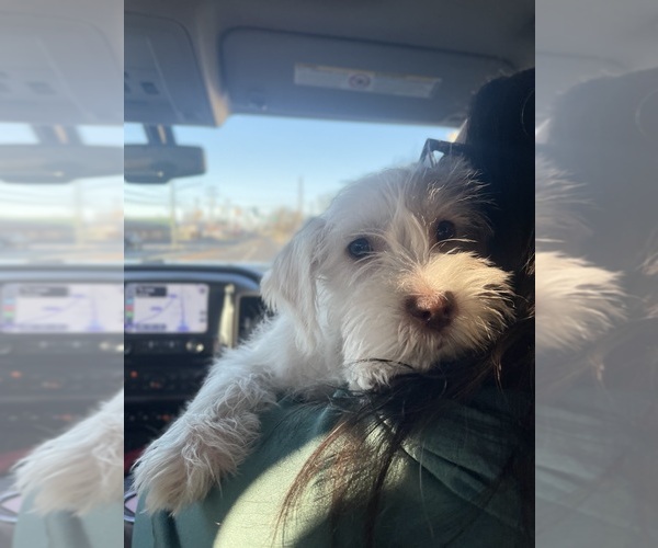 Medium Photo #10 Schnauzer (Miniature) Puppy For Sale in FLAT ROCK, AL, USA