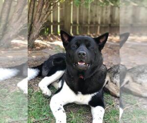 Akita Dogs for adoption in CHANDLER, AZ, USA