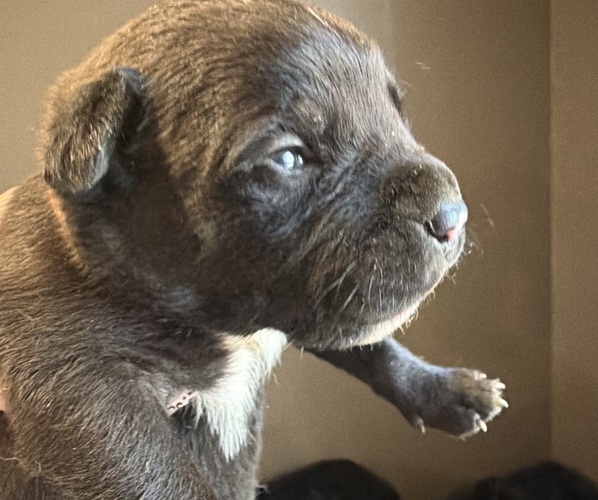 Medium Photo #1 Bullmastiff Puppy For Sale in HARRISON, MI, USA
