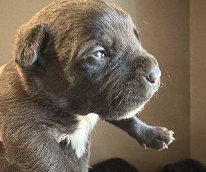 Bullmastiff Puppy for Sale in HARRISON, Michigan USA