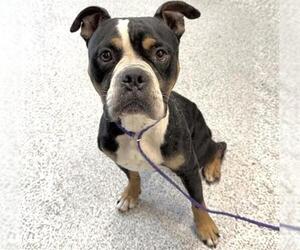 Mutt Dogs for adoption in Houston, TX, USA