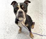 TWIXX - Male Mutt Dog for Adoption - Small photo