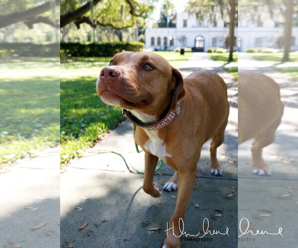 Medium Photo #6 American Staffordshire Terrier-Unknown Mix Puppy For Sale in Sanford, FL, USA