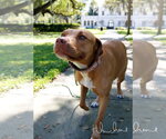 Small #5 American Staffordshire Terrier Mix