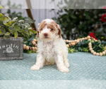 Small #2 Poodle (Miniature)