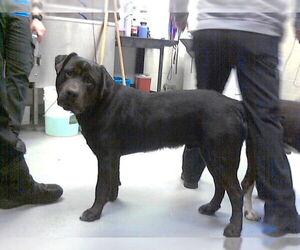 Rottweiler-Unknown Mix Dogs for adoption in Fayetteville, NC, USA