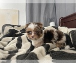 Small Photo #12 Yorkshire Terrier Puppy For Sale in HAYWARD, CA, USA