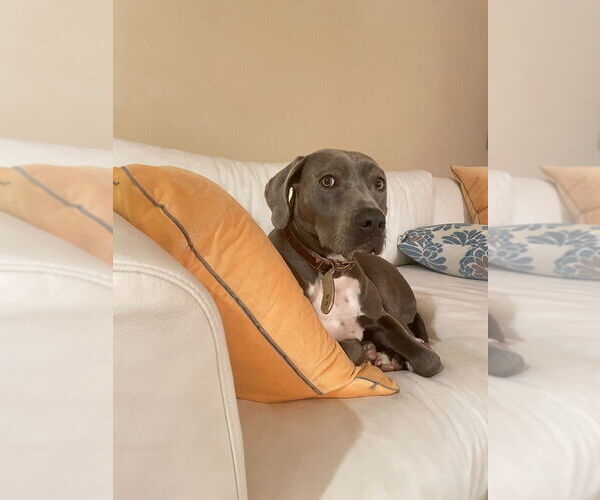 Medium Photo #2 Labmaraner Puppy For Sale in Salt Lake City, UT, USA