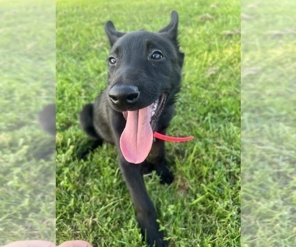 Medium Photo #6 Belgian Malinois Puppy For Sale in ROCHESTER, NY, USA