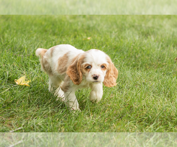 Medium Photo #3 Cocker Spaniel Puppy For Sale in NAPPANEE, IN, USA