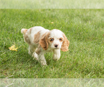 Small #2 Cocker Spaniel