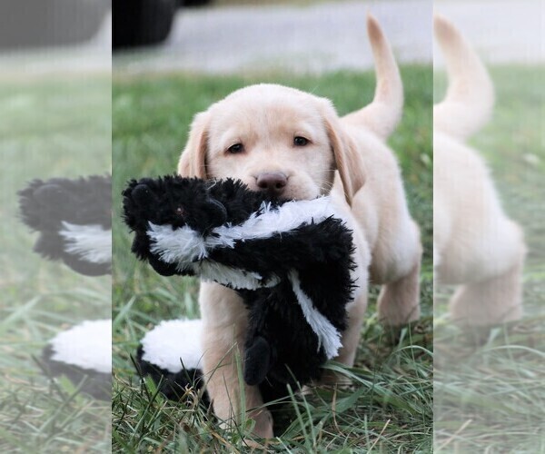 Medium Photo #3 Labrador Retriever Puppy For Sale in SYRACUSE, IN, USA