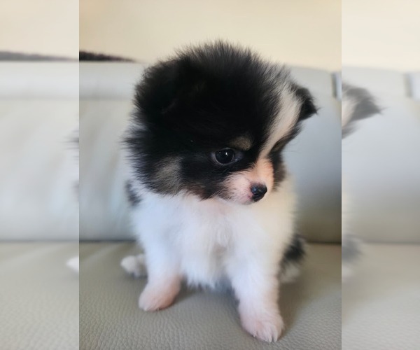 Medium Photo #5 Pomeranian Puppy For Sale in SAN JOSE, CA, USA