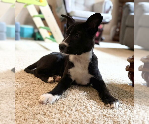 Medium Photo #14 Labrador Retriever-Unknown Mix Puppy For Sale in OKLAHOMA CITY, OK, USA
