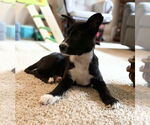 Small #13 Labrador Retriever Mix