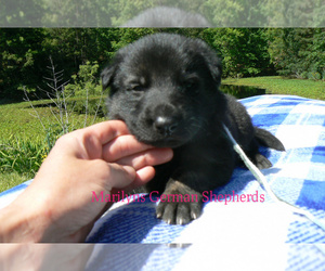 German Shepherd Dog Puppy for sale in PIEDMONT, MO, USA