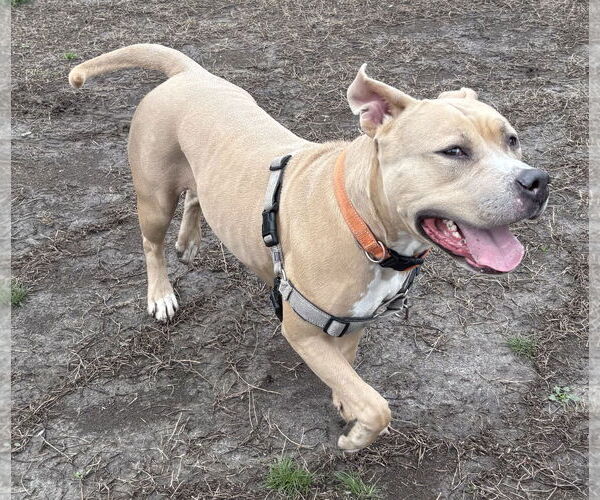 Medium Photo #5 Mutt Puppy For Sale in Virginia Beach, VA, USA