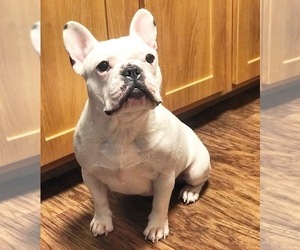 Mother of the French Bulldog puppies born on 04/20/2019
