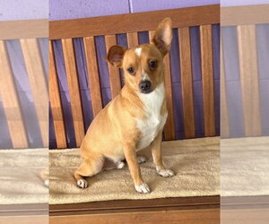 Chihuahua-Unknown Mix Dogs for adoption in Genesee, WI, USA