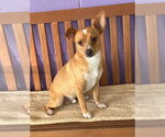 Small Chihuahua Mix