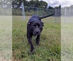 Small Labrador Retriever Mix