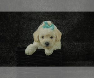 Bichpoo Puppy for sale in ELKTON, KY, USA