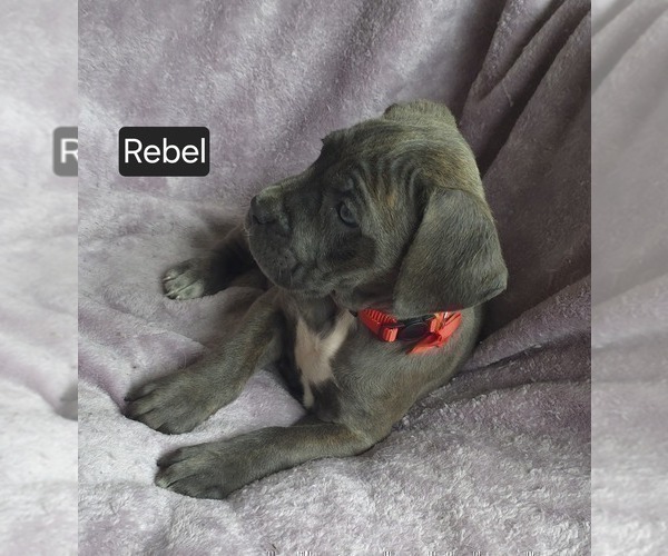 Medium Photo #4 Cane Corso Puppy For Sale in MINERAL WELLS, WV, USA