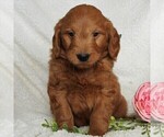 Small Photo #5 Goldendoodle (Miniature) Puppy For Sale in LEOLA, PA, USA