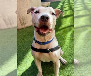 Mutt Dogs for adoption in San Francisco, CA, USA