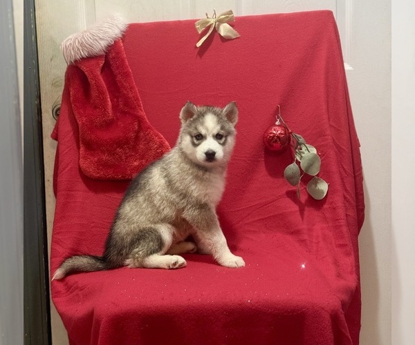 Medium Photo #1 Siberian Husky Puppy For Sale in ALTON, IL, USA