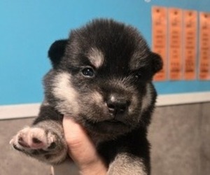 Siberian Husky Puppy for sale in FORT PLAIN, NY, USA