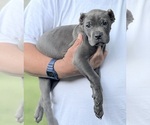 Puppy Slipper Cane Corso
