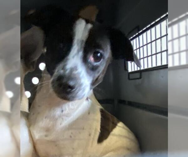 Medium Photo #1 Chihuahua Puppy For Sale in San Martin, CA, USA