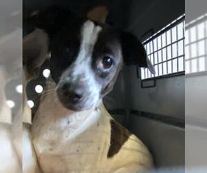 Chihuahua Dogs for adoption in San Martin, CA, USA