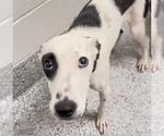 Small #1 Whippet Mix