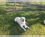 Small Photo #7 Golden Retriever Puppy For Sale in EL CAMPO, TX, USA