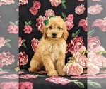Small Photo #2 Goldendoodle Puppy For Sale in COCHRANVILLE, PA, USA