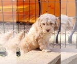 Small Photo #7 Cockapoo Puppy For Sale in PIONEER, CA, USA